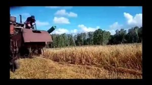 #уборка овса# комбаин ск 5 нива#первый раз работаем на комбайне#без опыта.
