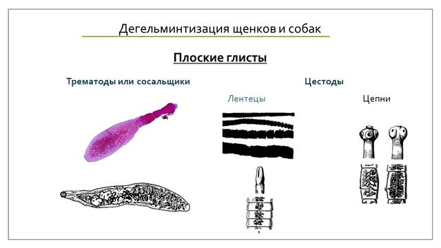 Какие бывают глисты у собак и щенков. Симптомы глистной инвазии