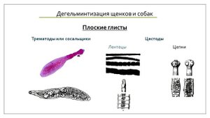Какие бывают глисты у собак и щенков. Симптомы глистной инвазии