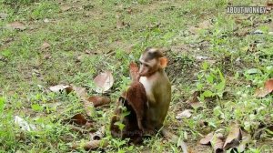 Releasing New Abandoned Baby Monkey to Live in Sovana Monkey Group, Who is The Owner of Her?