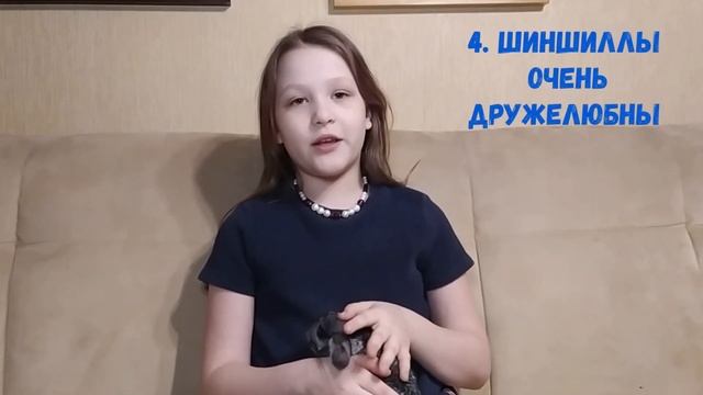 5 причин завести шиншиллу