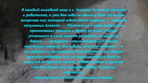 Хатико 2.wmv