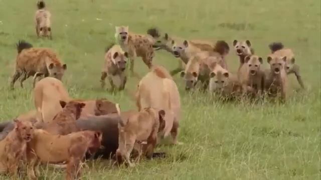 Гиена атакует лев в озере, Гиена VS Лев, Лесной бог побеждает ! Мир животных смотреть онлайн