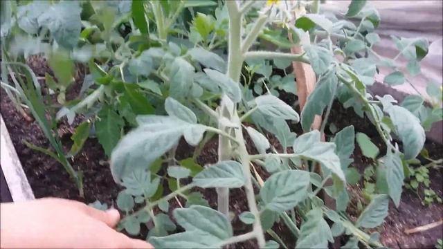 Томаты. Пасынкование. Пасынки. смотреть онлайн