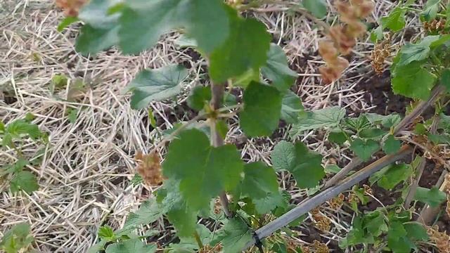 Формировка красной смородины Любимая на шпалере смотреть онлайн