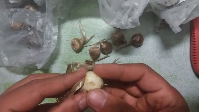КРОКУС SATIVUS, ШАФРАН.