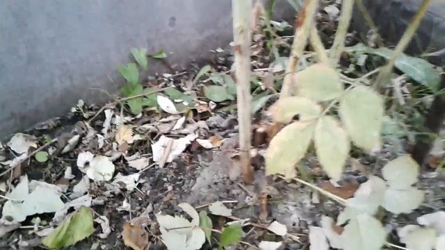 Как правильно обрезать малину осенью смотреть онлайн