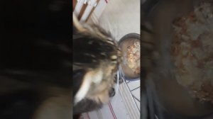 Завтрак кота, д-460 Овсяная каша, влажный корм для кошек