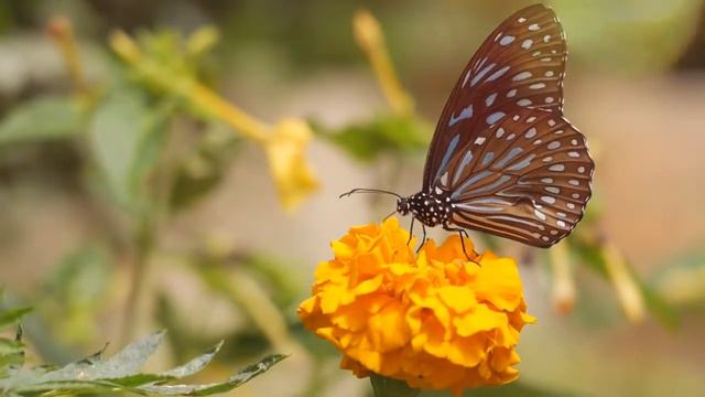 КАК ПРЕКРАСЕН ЭТОТ МИР смотреть онлайн