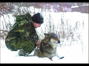 История о волке по имени Бой и человеке