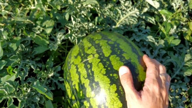 КАК определить СПЕЛОСТЬ арбуза. 100% ПРИЗНАКИ спелости! смотреть онлайн