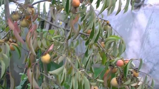 Хурма Виргинская, самая вкусная. смотреть онлайн