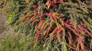 Барбарис - описание кустарника, посадка и уход