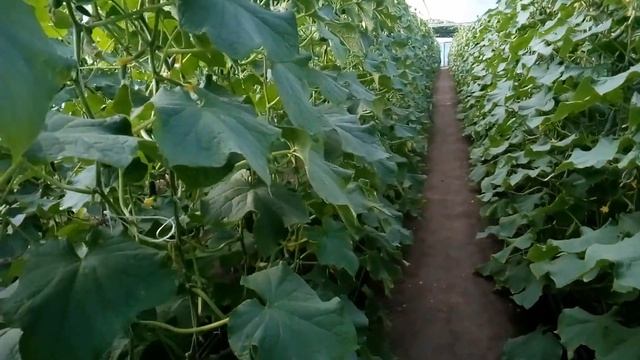 Желтеют завязи огурца? Как с этим бороться?! смотреть онлайн