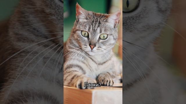 Заходишь в кафе, а там…