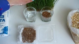 Как прорастить травку для морской свинки дома: 2 способа / SvinkiShow