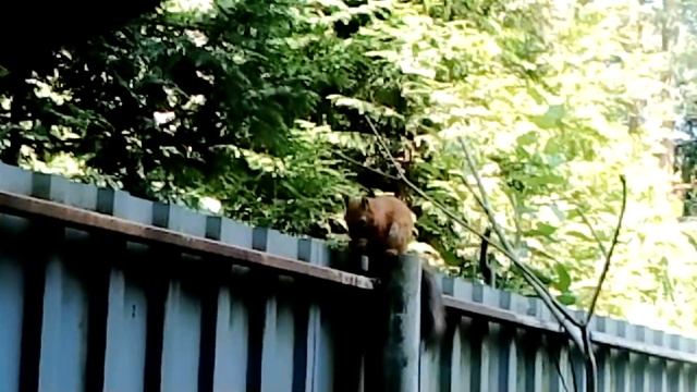 Разгрызть ли белке целый орех? смотреть онлайн