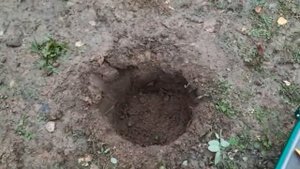 ПЕРЕСАДКА ВЗРОСЛОЙ РОЗЫ ??? ОСЕНЬЮ ???..