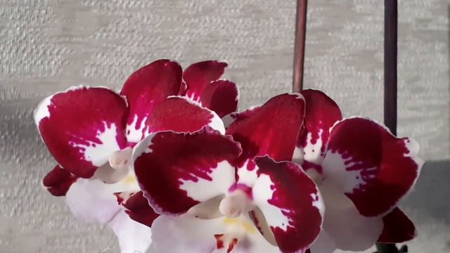 Мои цветущие ФАЛЕНОПСИСЫ в мае!