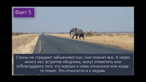 Особенности Животных: 10 интересных фактов о слонах