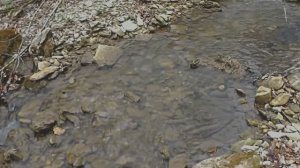 Лесной ручей. Пение Птиц. Звуки природы. Релакс