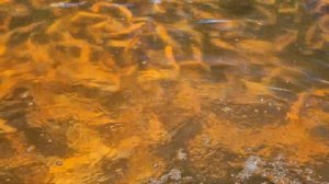 Цветной линь, он же золотой линь