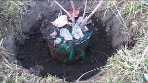 ОСЕННИЕ ПОСАДКИ: КАЛИНА, БУЗИНА, ЧЕРНОПЛОДКА.