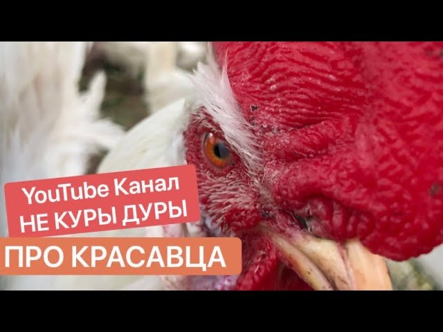 Как петух топчет курицу видео схема