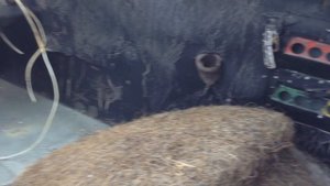 Ан-2. Шарья, Костромская обл. Аэропорт. В кабине