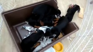 Filhotes de dobermann