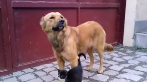 собака кормит котят