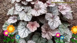 Гейхера Силвер скроллс. Краткий обзор, описание характеристик heuchera Silver scrolls
