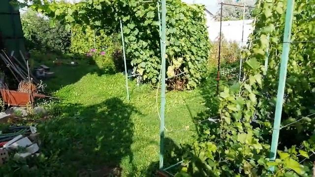 Монофосфат калия на винограде. смотреть онлайн