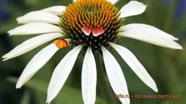 Эхинацея пурпурная Вайт Свон (echinacea Purpurea) ? обзор: как сажать, саженцы эхинацеи Вайт Свон