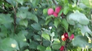 Слива Алтайская Юбилейная