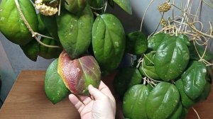 04.07.24. Излишки хойи.