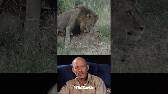 Lion gets enticed for a good time but then...