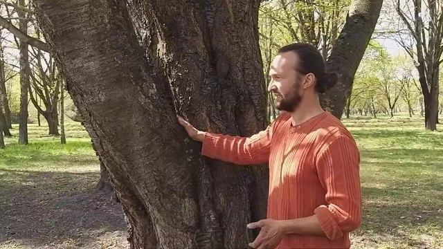 Дикая черешня, цветет самое высокое косточковое смотреть онлайн