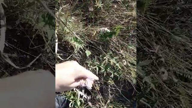 Тысячелистник с розовыми цветками. Генетика смотреть онлайн