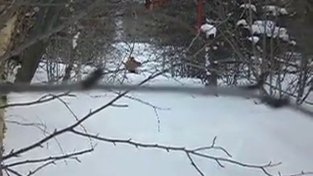 монолыжа из сноуборда по заброшенной трассе подъёмника смотреть онлайн