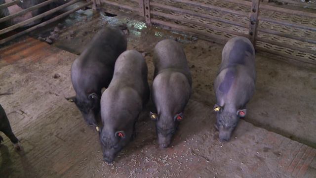 Institute of Animal Science (IAS) Prague – Uhříněves, video spot