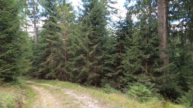 самоедская собака смотреть онлайн