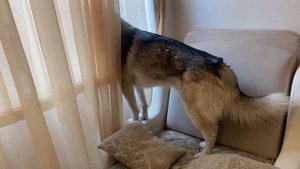 ХАСКИ ВОЕТ | КАК ХАСКИ ГРОМ ЛАЕТ =)