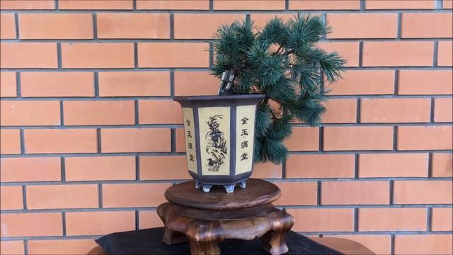 Бонсай сосна приземистая сизая кедровый стланник Draijer's dwarf каскад смотреть онлайн