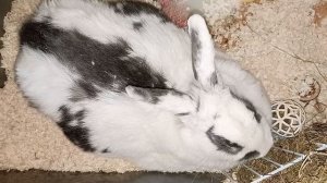 Домашний кролик ?