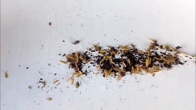 Собираем семена гвоздики и делаем упаковочку для семян смотреть онлайн