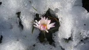 Весенняя капель