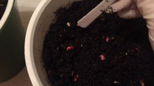 КАК ПОСАДИТЬ ГРАНАТ))) смотреть онлайн