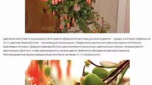 Каланхоэ Мангина необычные комнатные многолетники