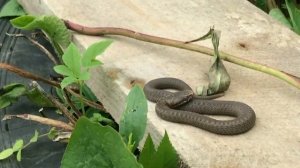 Обыкновенная гадюка спустя год. Октябрьский Пермский край